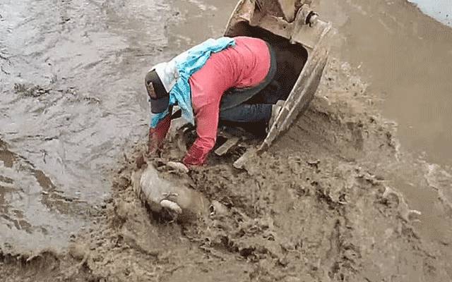 مزدور نے کتے کی جان بچا لی