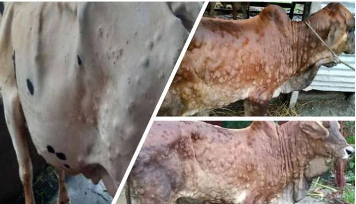  عید الضحی کی آمد لمپی سکن وائرس کا جانوروں پر حملہ،درجنوں جانور ہلاک