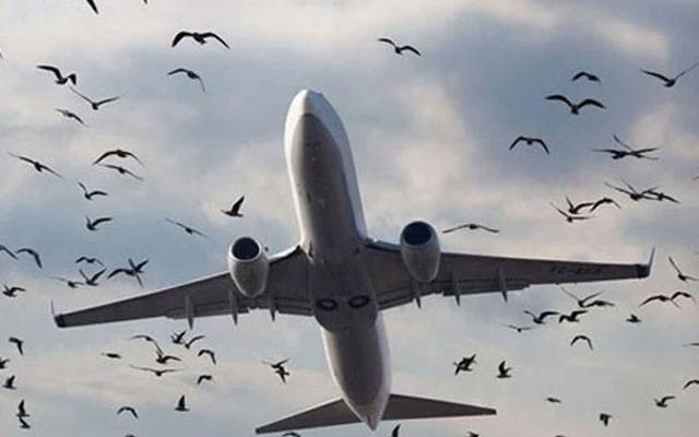 مسافر طیارے سے پرندہ ٹکرا گیا۔لاہور ائیرپورٹ پر ایمرجنسی لینڈنگ