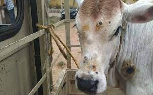 لمپی سکن، مویشی، ہلاک، پریشان