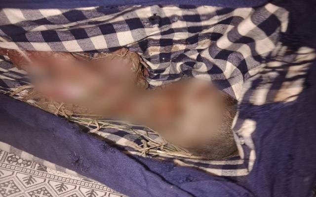 (24 نیوز) میلسی اور گردونواح میں خونخوار کتے ننھے بچوں کو خوراک بنانے لگے۔