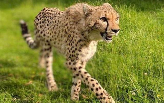 وادی نیلم، خونخوار چیتے، حملے، 2نوجوان جاں بحق،