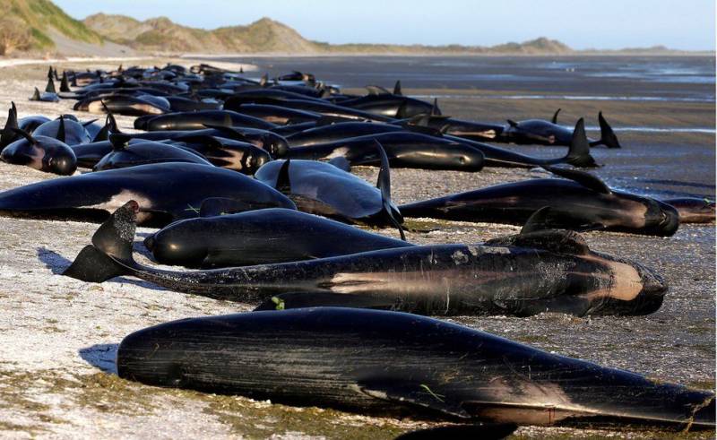 نیوزی لینڈ کے جزائر پر پھنسی ہوئی تقریباً 455 وہیل مچھلیاں ہلاک