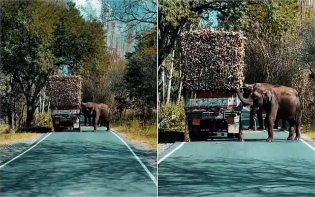 ہاتھیوں کی ٹرک لوٹنے کی ویڈیو سوشل میڈیا پر وائرل