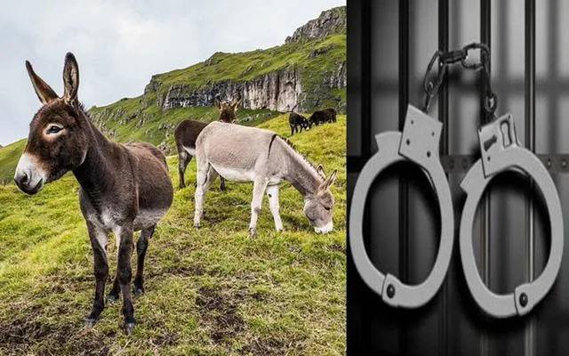 خیبر پختونخوا میں تربیت یافتہ گدھوں کا سمگلر گروہ گرفتار