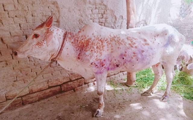 محکمہ لائیو اسٹاک نے مقامی سطح پر لمپی ویکسین تیار کرلی