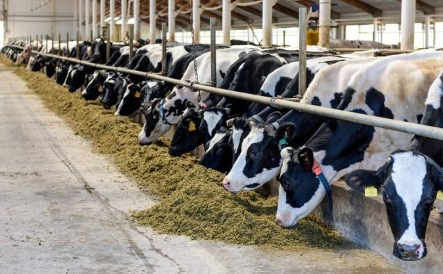 چینی سائنسدانوں نےدعویٗ کیا ہے کہ دو سے تین سال کے عرصے میں 1,000 سے زیادہ سپر گائے پیدا کرنے کا ارادہ رکھتے ہیں، جو سالانہ 18 ٹن دودھ پیدا کر سکتی ہے۔ 