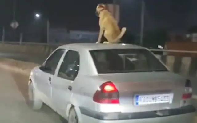 چلتی گاڑی کی چھت پر کرتب کرتے کتے نے سوشل میڈیا پر تہلکہ مچا دیا