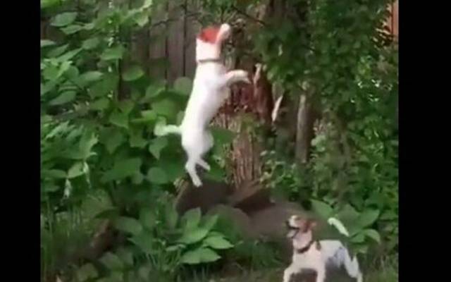 سوشل میڈیا پر ایک دلچسپ ویڈیو وائرل ہو رہی ہے، جس میں دو کتوں کو درخت سے سیب توڑتے ہوئے دیکھا جا سکتا ہے۔