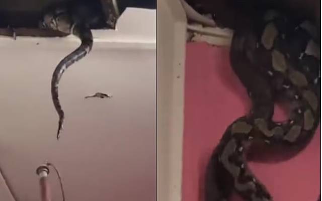 گھر کی چھت سے سانپ نکل آیا،خوفناک ویڈیو 