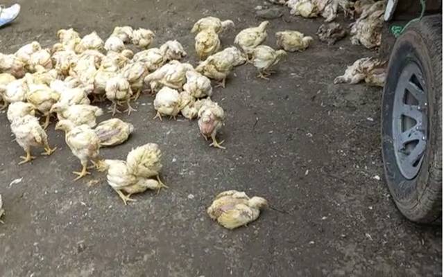 شہری مردہ و لا غر مرغیوں کا گوشت کھانے سے بچ گئے
