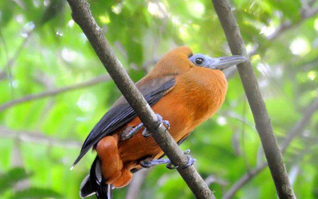 کیپوچن برڈ ایک حیرت انگیز اور عجیب و غریب خصوصیات کا حامل پرندہ ہے اور یہ زیادہ تر براعظم جنوبی امریکا کے جنگلات میں پایا جاتا ہے۔