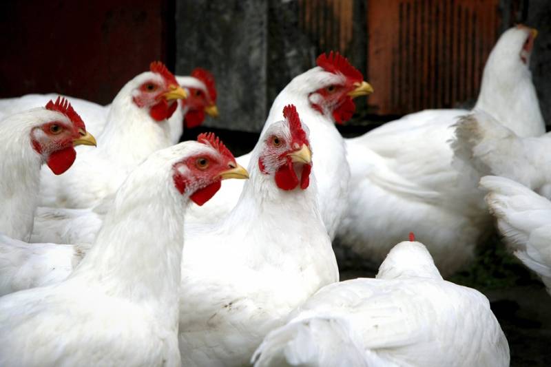 مرغی کا گوشت پھر مہنگا،قیمت میں حیران کن اضافہ