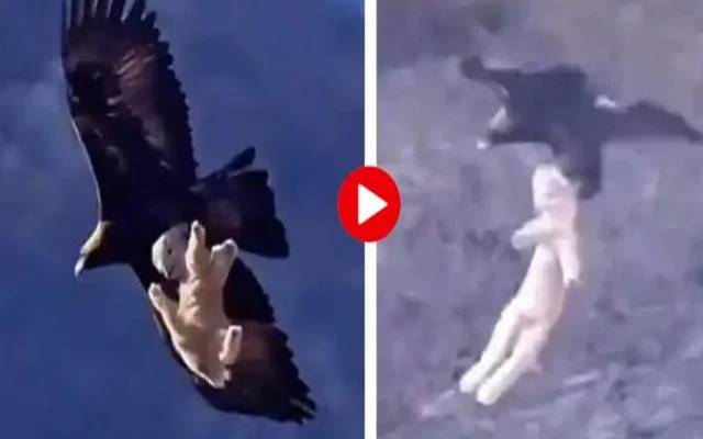 عقاب کی اپنے سے زیادہ وزن کے بھیڑ کے بچے کو شکار کرنے کی حیرت انگیز ویڈیو وائرل ہوگئی ہے۔ 