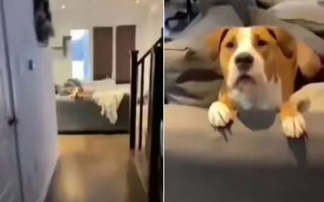 کتے کا انگریزی زبان میں اپنے مالک سے محبت کا اظہار کرنے کی ویڈیو ایک بار پھر سوشل میڈیا پر وائرل ہو رہی ہے۔
