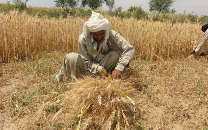 کاشتکاروں کو بنیادی سہولیات کی فراہمی،سندھ سرکار نے بڑا فیصلہ کر لیا