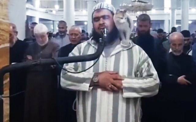 بلی سے حسن سلوک کی اعلیٰ مثال ، امام مسجد کو اہم اعزاز مل گیا 