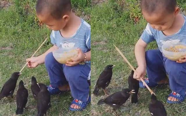 ایک معصوم بچے کی چار میناؤں کو کھانا کھلانے کی ویڈیو سوشل میڈیا پر وائرل ہو رہی ہے۔