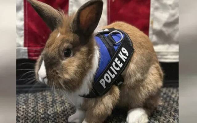  دنیا بھر میں پولیس میں مرد وخواتین بھرتی کیے جاتے ہیں لیکن امریکا میں پہلی بار ایک خرگوش کو پولیس میں بھرتی کیا گیا ہے۔