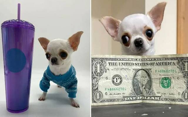 امریکا میں موجود دنیا کے چھوٹے ترین کتے کو دیکھ کر لوگ حیران رہ گئے جس کی لمبائی صرف ڈالر کے نوٹ کے برابر ہے