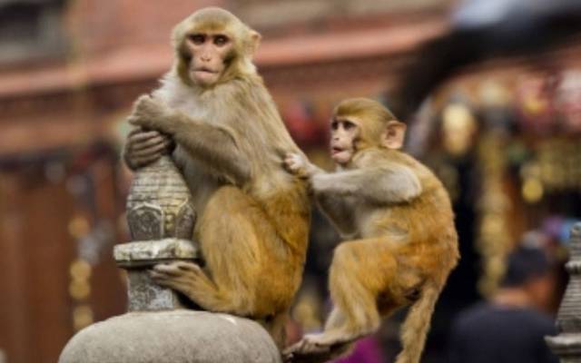 سخت معاشی مشکلات سے دوچار ملک سری لنکا نے اپنی معیشت کو سہارا دینے کے لیے بندر فروخت کرنے پر غور شروع کر دیا۔