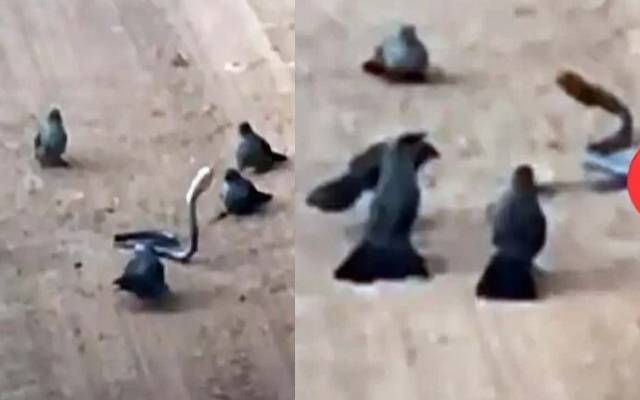 سوشل میڈیا پر ایک ویڈیو وائرل ہورہی ہے جس میں ایک سانپ کو پرندوں نے گھیر رکھا ہے اور وہ ان کے آگے بے بس دکھائی دے رہا ہے۔