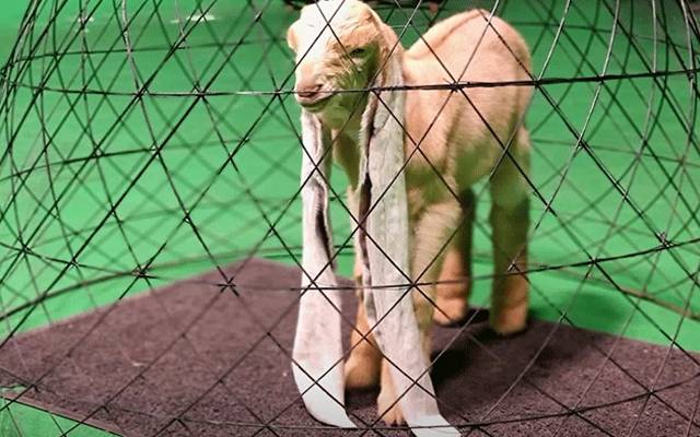 شہرِ قائد کے رہائشی محمد حسن ناریجو کے فارم میں پیدا ہونے والا دنیا کا سب سے لمبے کانوں والا بکری کا بچہ’سمبا‘ چل بسا۔