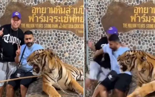  ایک ویڈیو کو سوشل میڈیا پر گردش کرتے دیکھا جا سکتا ہے جس میں دو افراد شیر کے ساتھ تصاویر بنوانے کی کوشش کر رہے ہیں۔ 