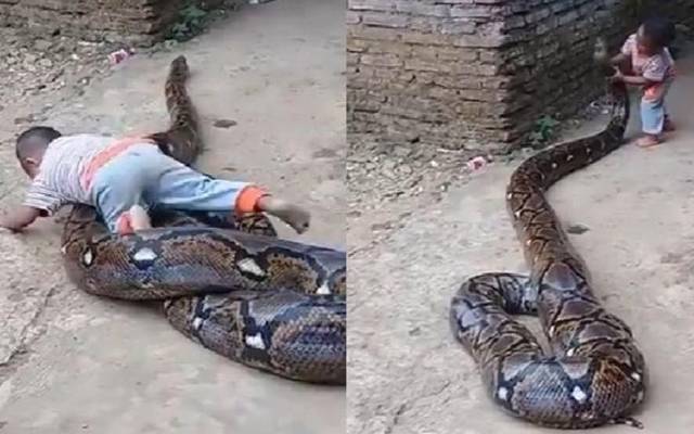 ویڈیو میں دیکھا جا سکتا ہے کہ ایک چھوٹا سا بچہ ایک بڑے سانپ کے ساتھ کھیلتا نظر آ رہا ہے۔ 