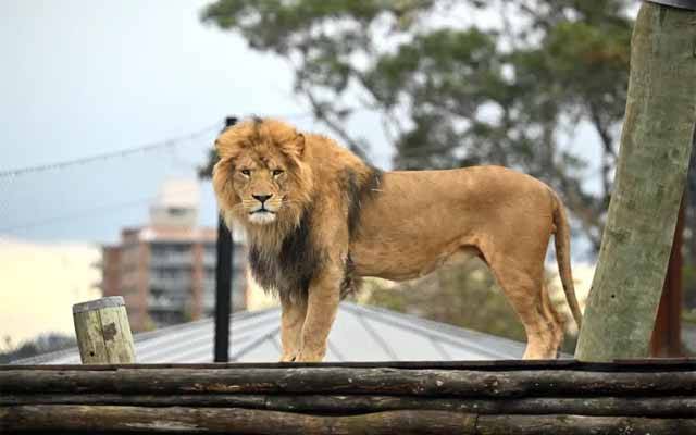 شیخوپورہ: سرکس کے 4 شیر پنجرہ کھلنے کے باعث بھاگ نکلے