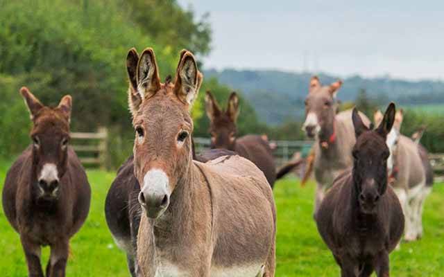 Imran government, Shehbaz government, donkeys, number, increase, 24 news