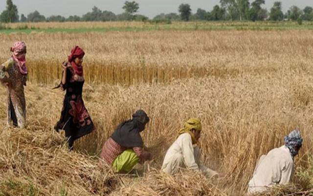  پنجاب میں کسانوں پر زرعی انکم ٹیکس کی مد میں اضافی ٹیکس وصول کرنے کی تجاویز تیار کرلیں۔ آر ایم سی کمیٹی نے نئے مالی سال میں 11 ارب روہے کا اضافی ٹیکس وصولی پر تجاویز تیار کرلیں۔ 