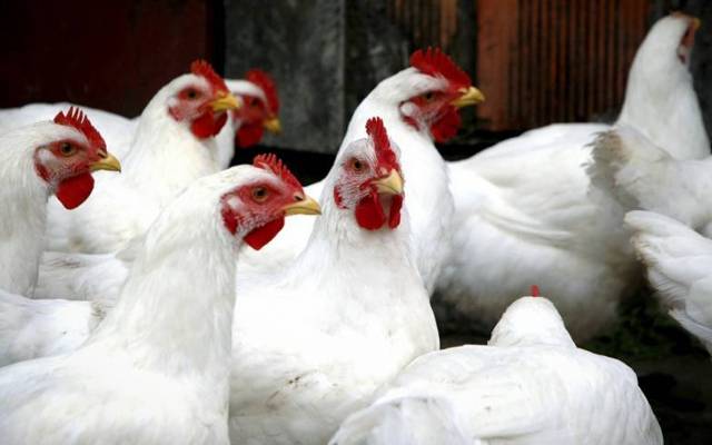 برائلرمرغی کےگوشت کی قیمت میں اتارچڑھاؤ کا سلسلہ جاری، مرغی کا گوشت مزید 8 روپے مہنگا ہو گیا۔ تفصیلات کے مطابق لاہور میں ایک ہفتے میں برائلر مرغی کا گوشت 15 روپے فی کلو مہنگا ہوا۔