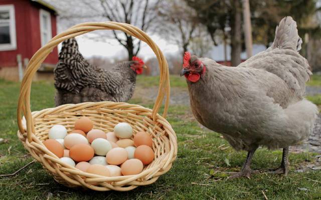 عرصے سے ایک سوال مباحثے کا باعث بنا ہوا ہے اور وہ ہے کہ انڈہ پہلے آیا یا مرغی؟  اب ایک نئی تحقیق میں اس کا جواب سامنے آیا ہے۔