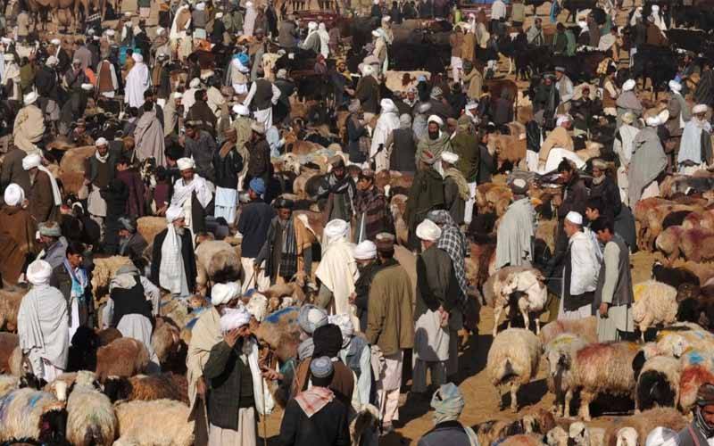 وفاقی کابینہ نے جانور برآمد کرنے کی منظوری دے دی 