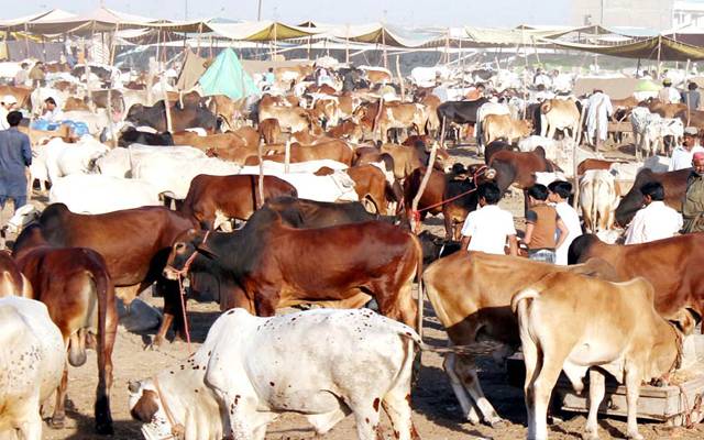 عیدالاضحیٰ پر پنجاب کیٹل مارکیٹ کے زیر انتظام 118 مویشی منڈیاں قائم کی گئی تھیں۔ صوبہ کی 118 منڈیوں میں 7 لاکھ 62 ہزار 891 جانور فروخت ہوئے۔ 