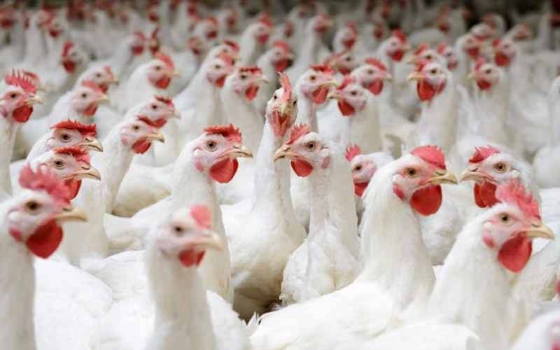 مرغی کا گوشت 250 روپے مہنگا، عوام کی چیخیں نکل گئیں 