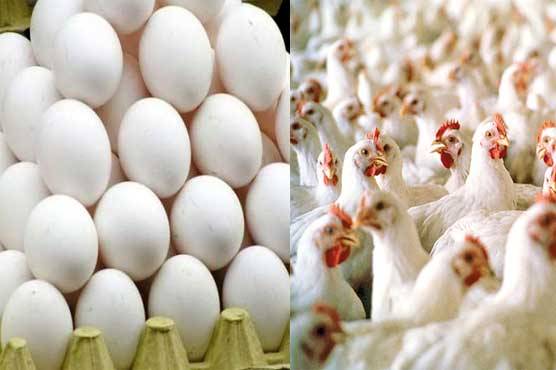 مرغی کی قیمتوں میں اتاڑ چڑھاؤ ، انڈے بھی مہنگے ہو گئے