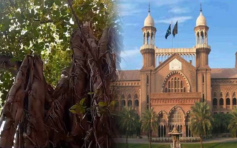 لاہورہائیکورٹ کاڈیڑھ سو سال پرانابرگدکا درخت لاغر
