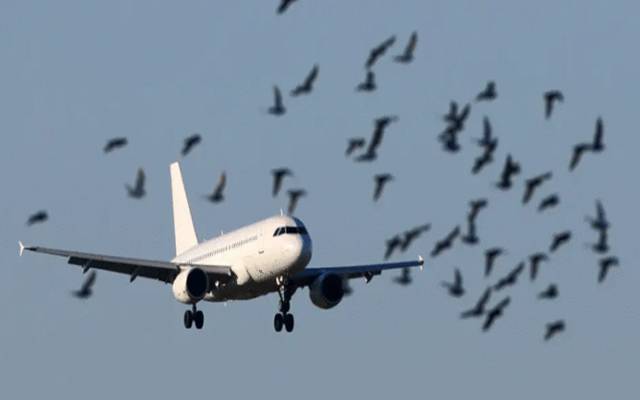 مون سون کی بارشوں کے باعث لاہور کےعلامہ اقبال انٹرنیشنل ایئرپورٹ کو دو ماہ کیلئے مخصوص اوقات میں بند رکھا جائے گا۔ مون سون کی بارشوں کے باعث ایئرپورٹ سے اڑان بھرنے والی پروازوں کو لاحق خطرات میں اضافے کے باعث سول ایوی ایشن اتھارٹی نے ایئرپورٹ کو پرندوں کی بہتات کے وقت بند رکھنے کا حکم دے دیا۔