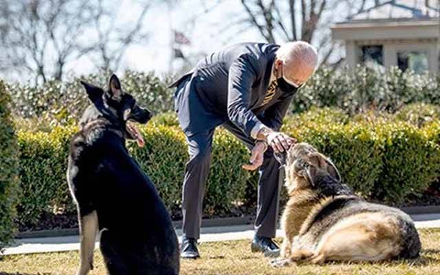 Le chien de compagnie de Joe Biden a attaqué le personnel de sécurité 10 fois en 4 mois