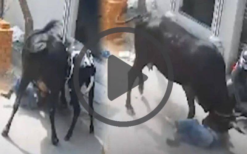 سکول سے گھر جاتی کمسن بچی پر گائے کا وحشیانہ حملہ، دل دہلا دینے والی ویڈیو وائرل