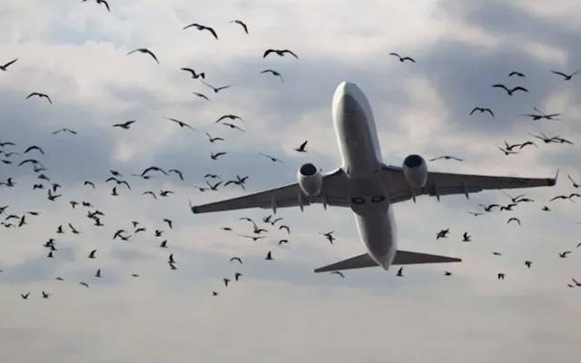  پاکستان سول ایوی ایشن اتھارٹی نے ملک کے 3 بڑے ائیر پورٹس کراچی، لاہور اور اسلام اباد پر طیاروں سے پرندوں کے ٹکرانے کے واقعات کے تناظر میں برڈ ریپیلنٹ سسٹم نصب کرنے کا فیصلہ کیا گیا ہے۔
