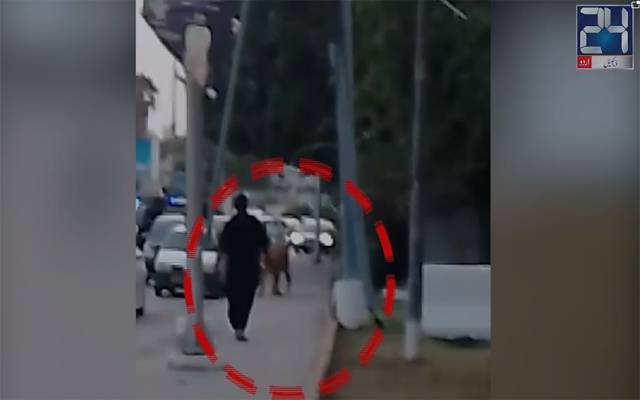  کراچی میں شارع فیصل پر شیر آگیا 