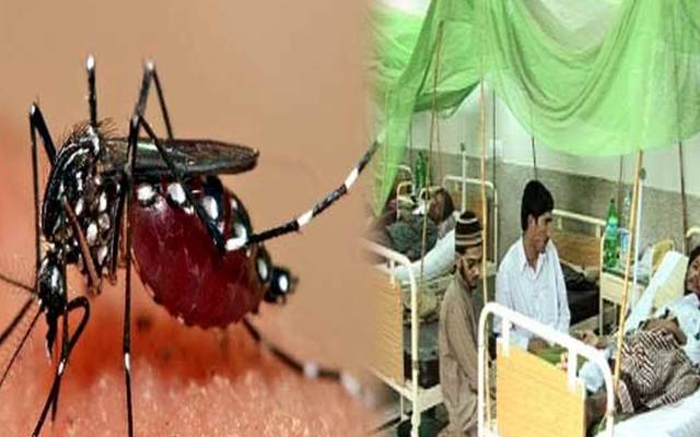   پنجاب میں ڈینگی کے کیس بڑھنے لگے، رواں سال سے اب تک لاہور میں ڈینگی کے 542 مریض رپورٹ ہو چکے ہیں۔ گزشتہ 24 گھنٹوں میں ڈینگی کے مزید 36 نئے مریض رپورٹ ہوئے۔