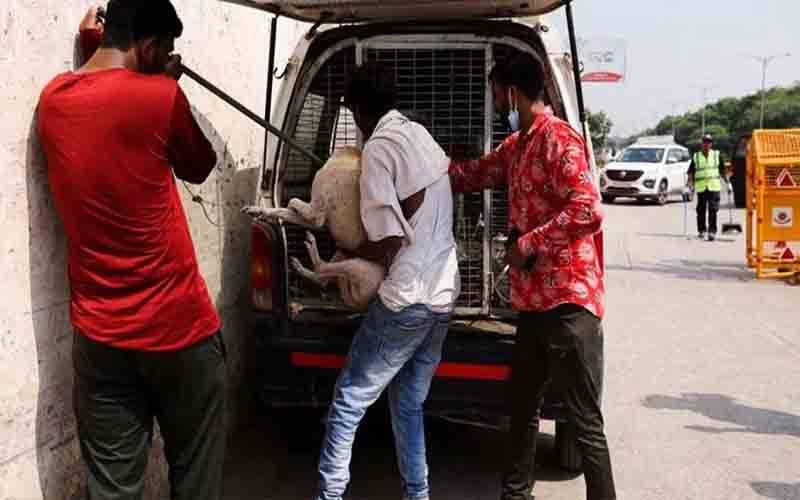 Monkeys, Delhi, 60 thousand, dogs, India, became a headache, 24 News