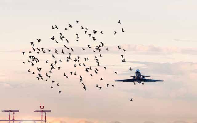 جہازوں سے پرندے ٹکرانے سے بچانے کیلئے ایئرپورٹس پر جدید خودکار سسٹم نصب کرنے کا فیصلہ