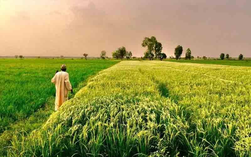 چاول کی قیمت میں 25 فیصد تک کمی ، شہریوں کے وارے نیارے ہو گئے 