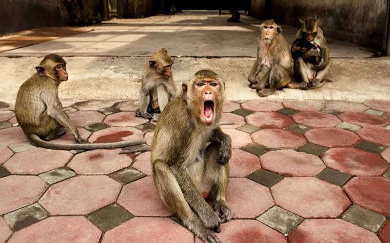 بندروں کا 10 سالہ بچے پر حملہ ،چیر پھاڑ دیا 