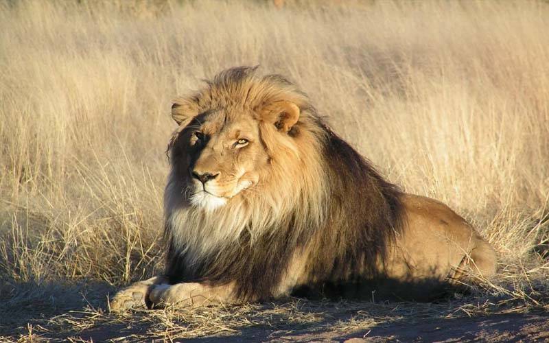 چڑیا گھر میں شیر کے پنجرے سے لاش ملنے کا واقعہ ، ابتدائی رپورٹ منظر عام پر آ گئی 